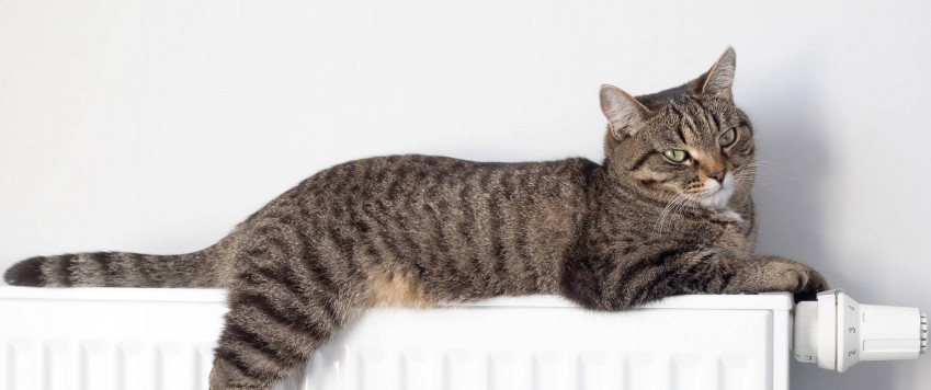 Ilustratīvs attēls kaķis uz radiatora