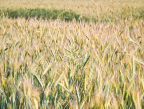 Naftas cena samazinās, globālās pārtikas cenas pieaug 