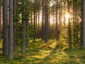Apstrādes rūpniecībā vasarīgs plaukums, bet nāk rudens