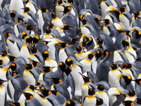 Ilustratīvs attēls pingvīni
